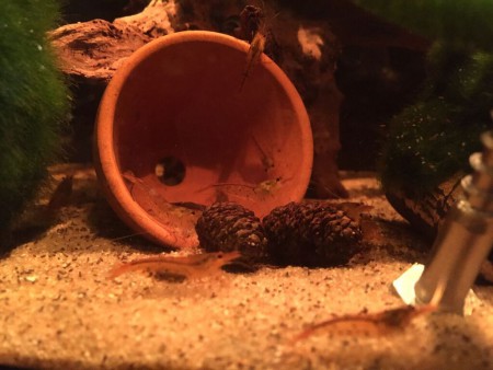 Tangerine Tijgergarnalen